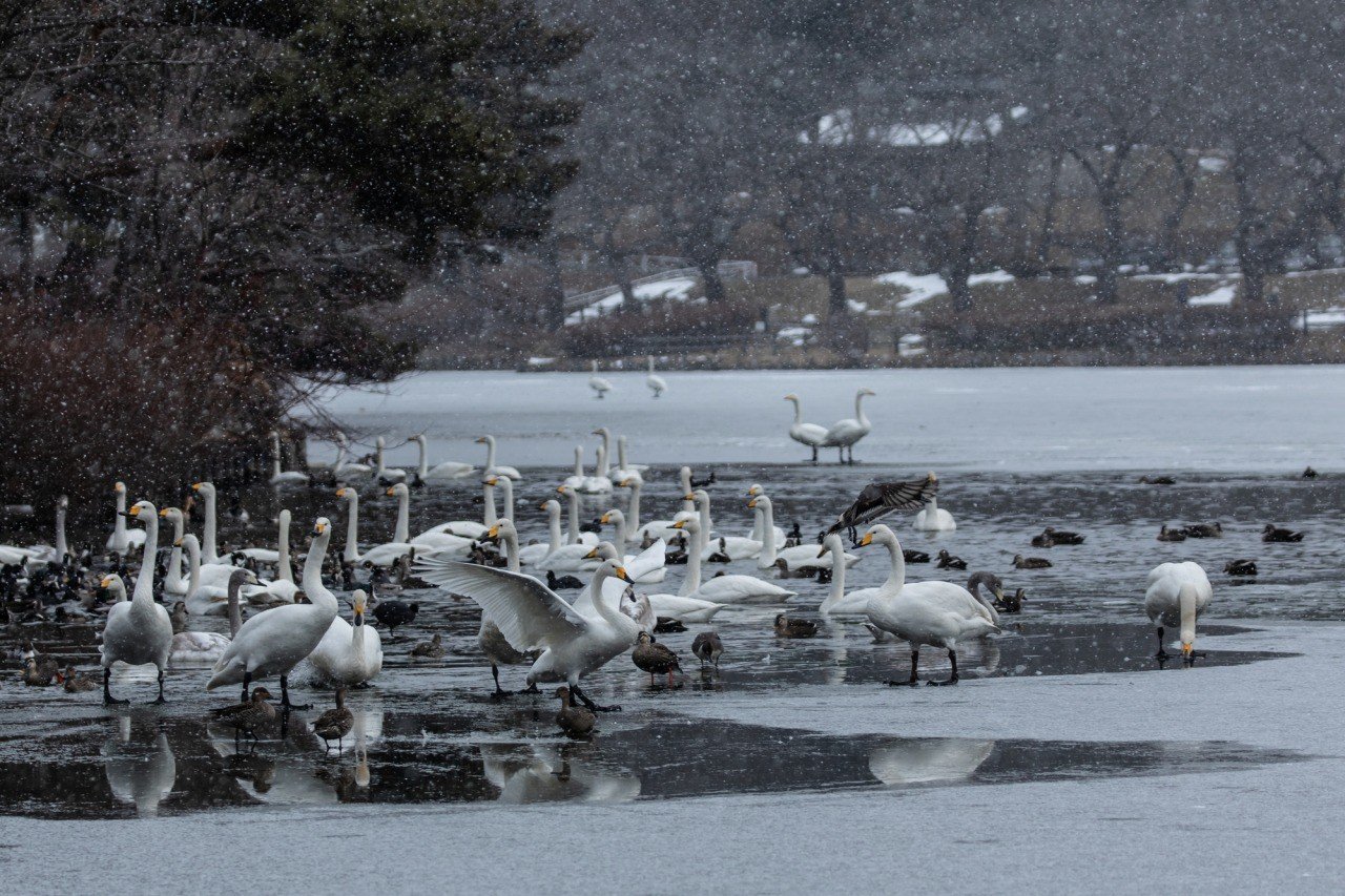 🌸 다카마쓰 공원 (高松公園) 이미지 8